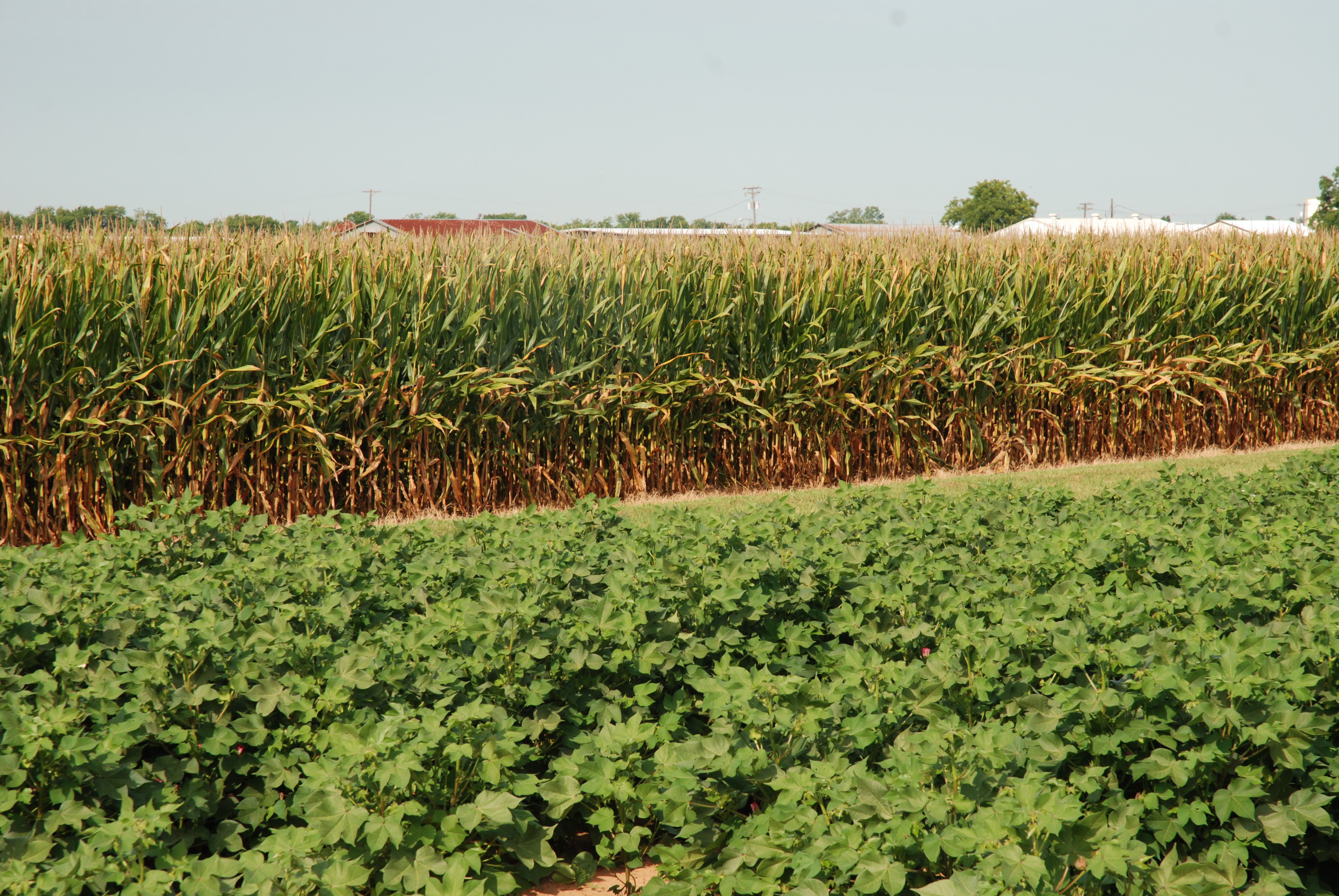Soil health, cover crop conferences scheduled for January 